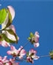 Spring Bouquets