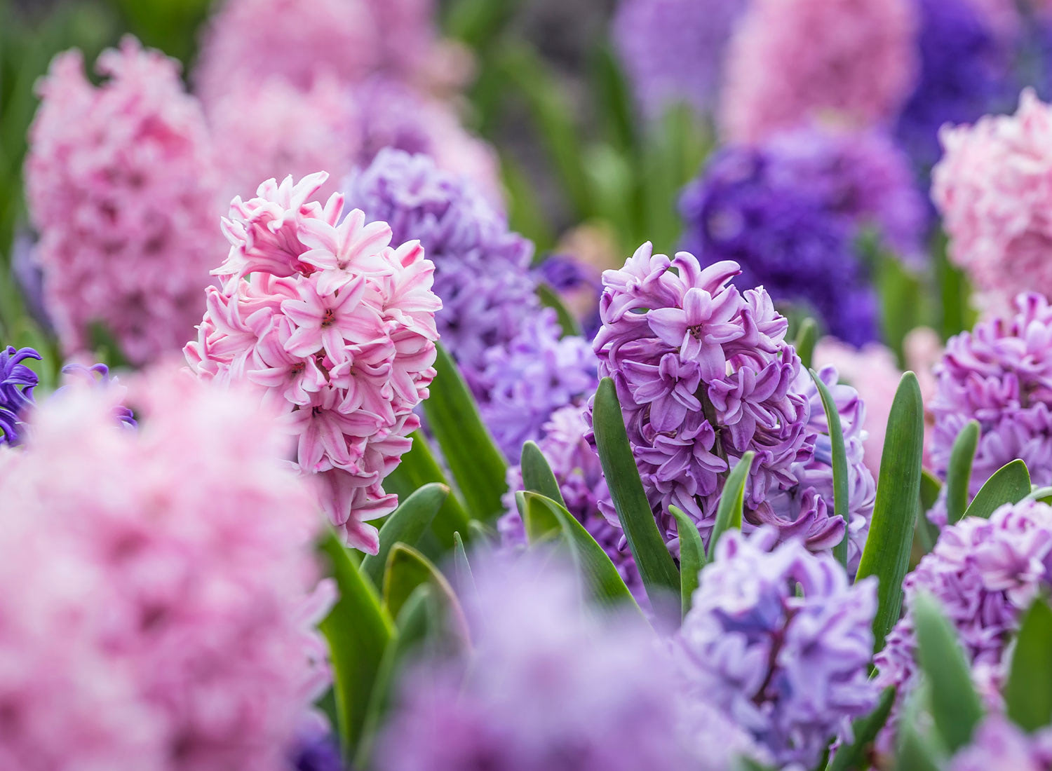 Pink and purple hyacinth flowers blooming in colorful spring garden