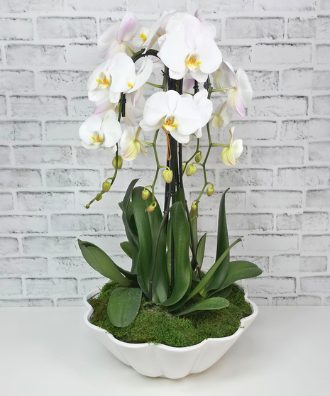 Orchid Masterpiece