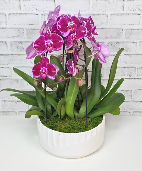 Radiant Orchid