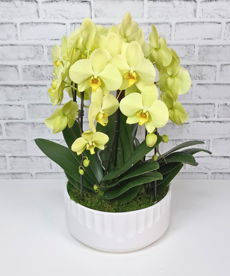 Golden Orchid