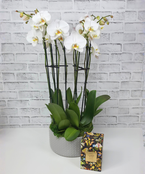 Orchid and Glasshouse Flower Show Gift Set
