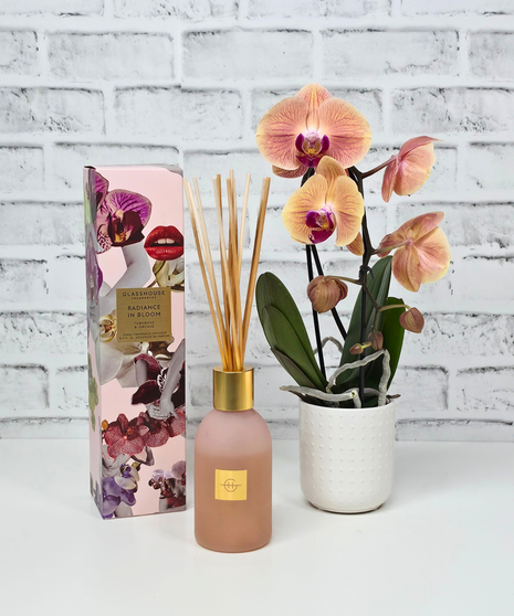 Orchid Radiance