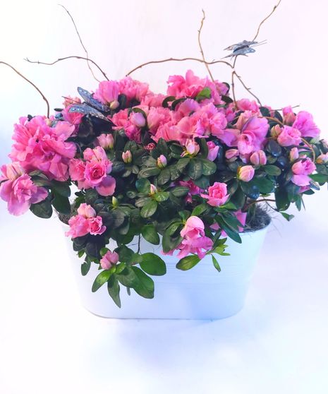 Blooming Azalea Plants