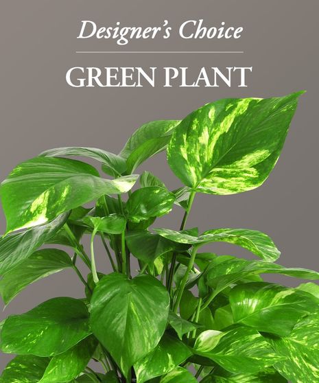 Green Plant