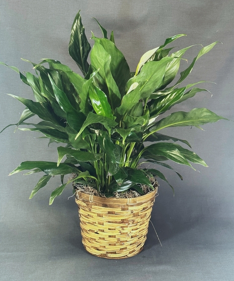 Classic Peace Lily