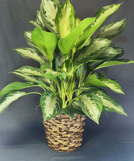 Chinese Evergreen