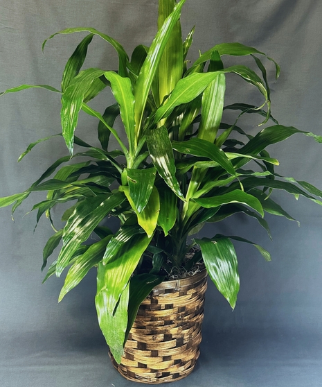 Dracaena Plant