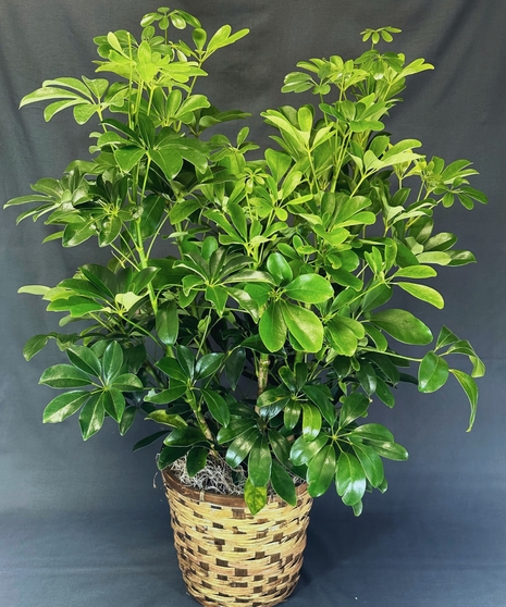Schefflera Arboricola