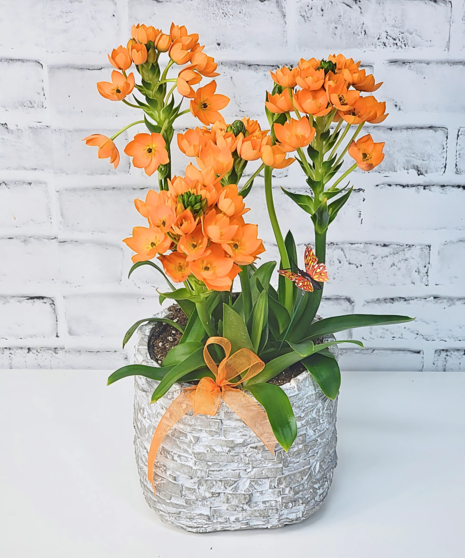 Orange Star of Bethlehem