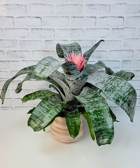 Bromeliad Plant