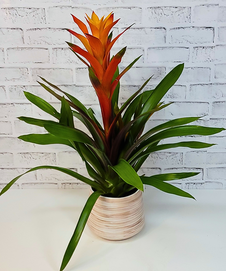 Double Bromeliad Plant