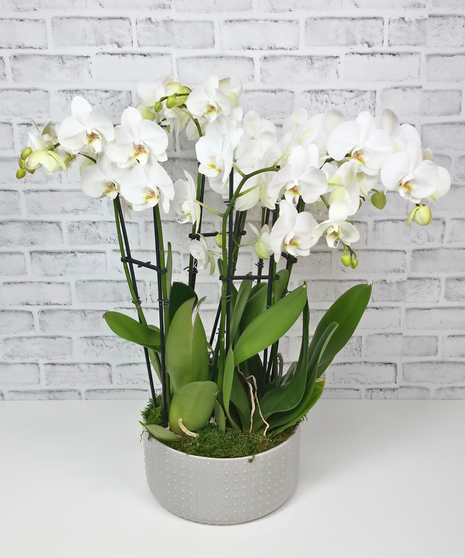 Plants