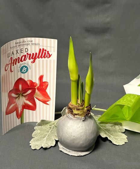 Waxed Amaryllis Bulb