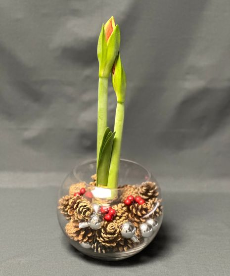 Holiday Amaryllis Plant