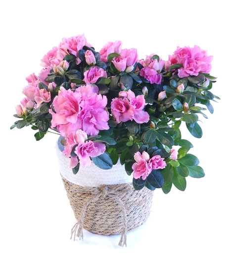Blooming Azalea Plants