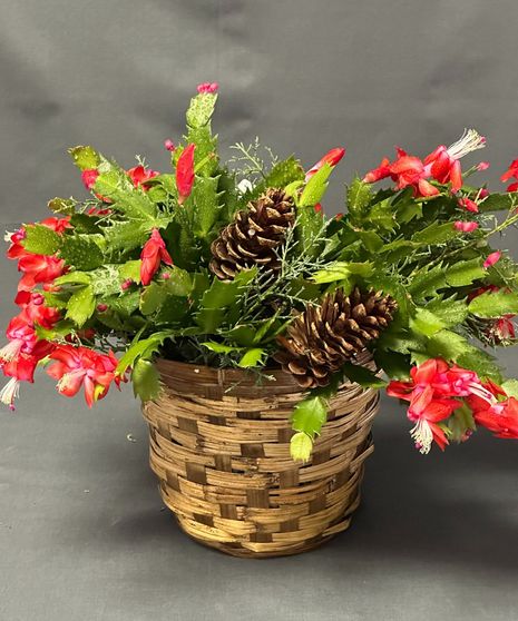 christmas cactus in woven basket