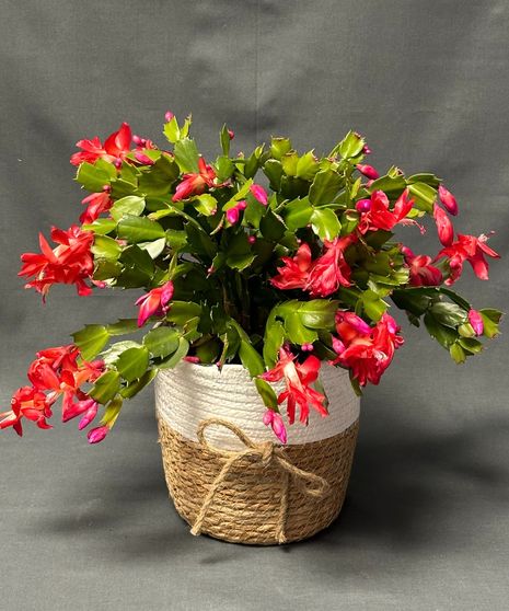 Holiday Cactus
