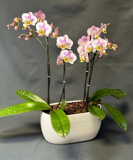 DOUBLE ORCHID GARDEN
