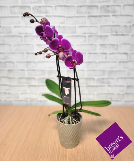 Orchid Plants