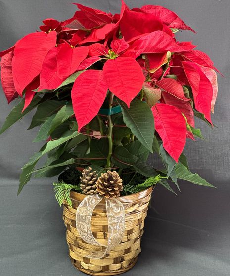 Classic Poinsettia (RED)