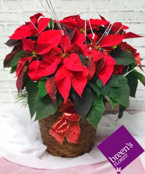 Triple Poinsettia (Red)