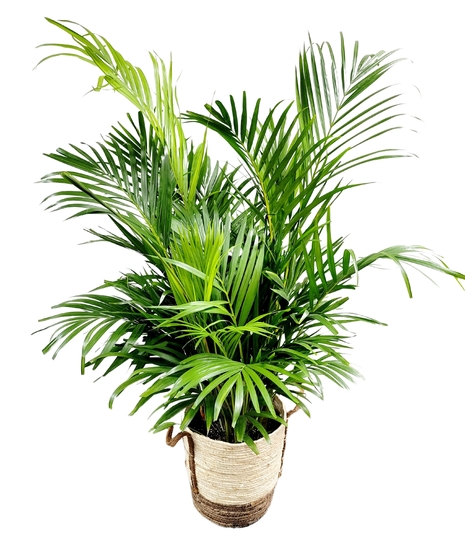 majesty palm plant