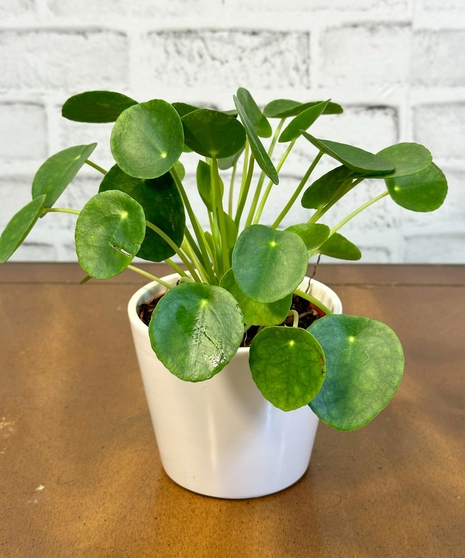 CHINESE MONEY PLANT