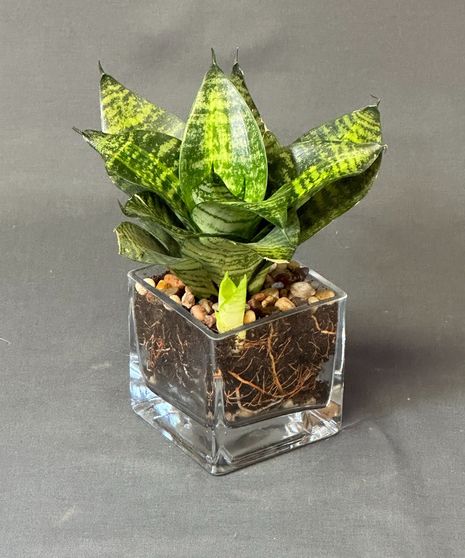 Modern Sanseveria