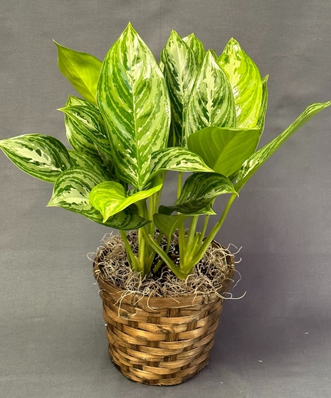 Aglaonema (Stripes)