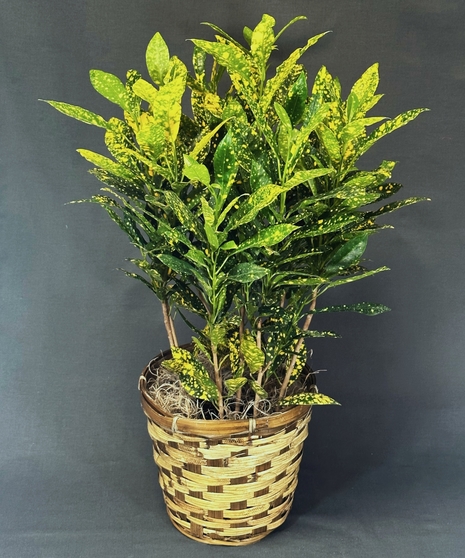 Plants