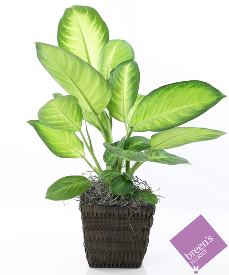 Dieffenbachia