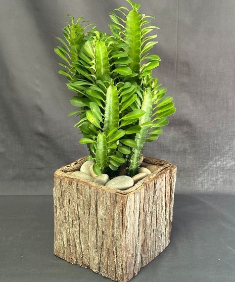 Plants