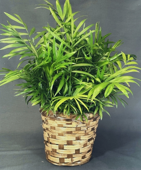 majesty palm plant
