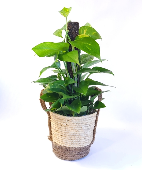 Pothos Pole Ivy :: Plants & Petals Houston TX
