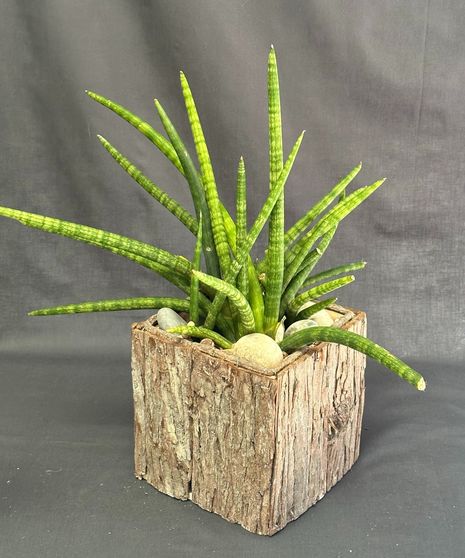 sansevieria cylindrical braid