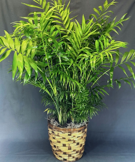 Majesty Palm