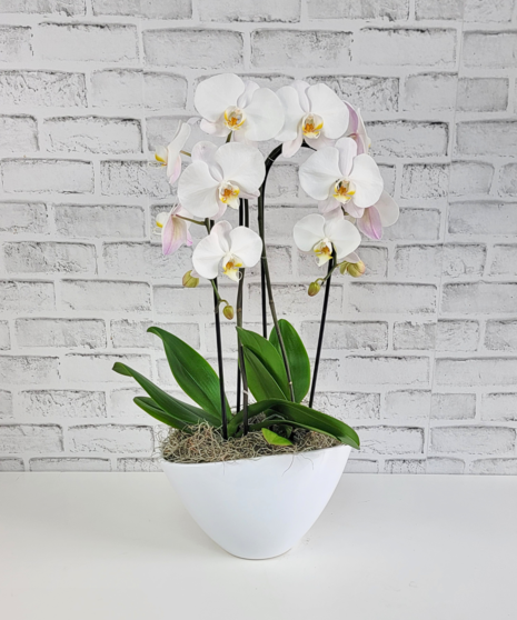 Orchid Garden