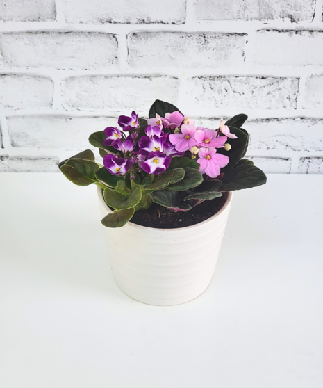 Desktop African Violet