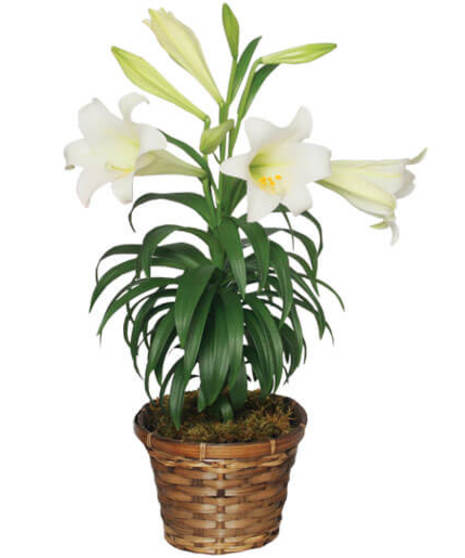 Easter Lily Plant